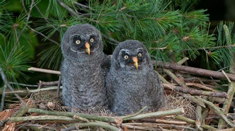 Great Grey Owl | Coniferous Forest