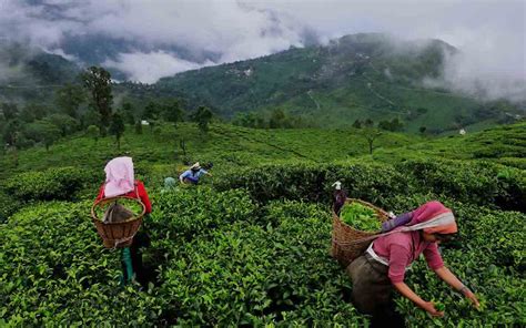 The Tea of Assam: Its Heritage, Uniqueness and Challenges of the Industry