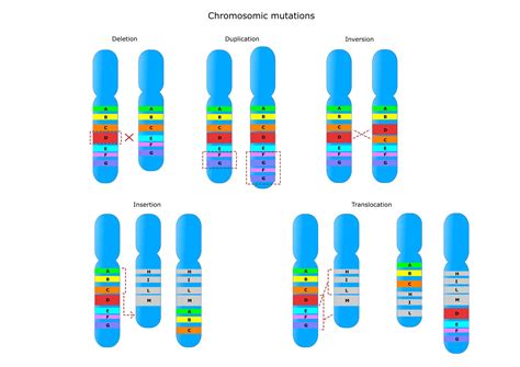 Gene And Chromosome Mutation Worksheets | The Best Porn Website