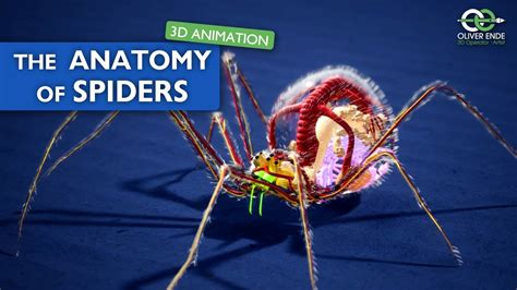 Spider Anatomy Diagram