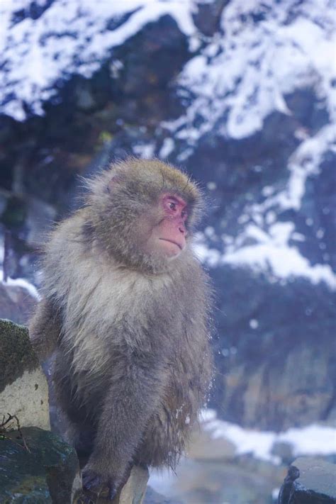 Why Seeing the Snow Monkeys in Japan Sucked | Never Ending Footsteps