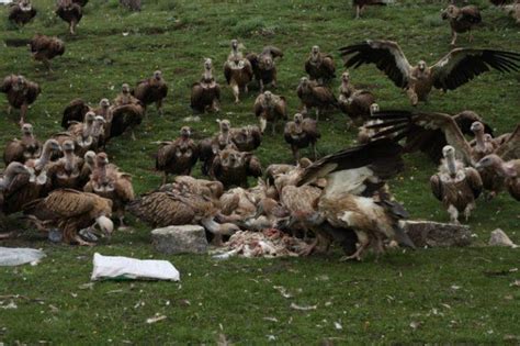 CONFESSIONS OF A FUNERAL DIRECTOR » Tibetan Sky Burial: 36 Photos