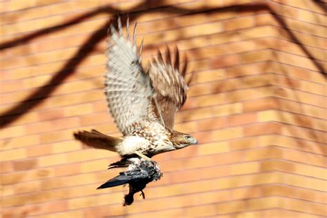 red-tailed hawk hunting in kennedy plaza