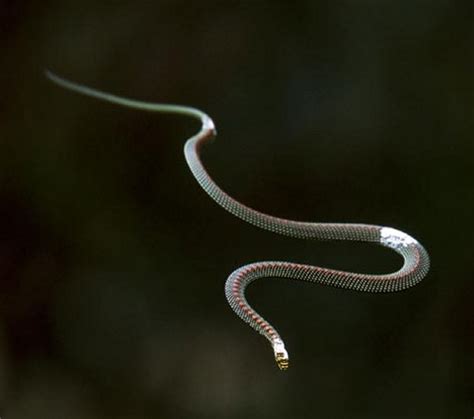 Fascinating Study: Deep Secrets Of Flying Snakes Revealed ...