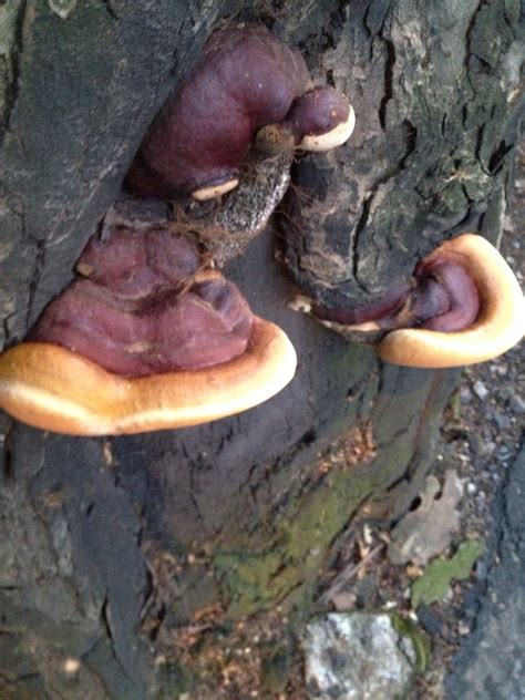 Mushroom Identification: Not sure what this is... Polypore