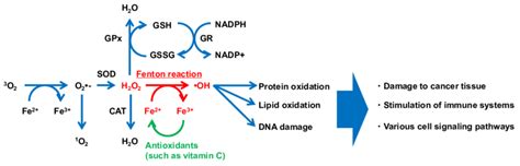 Typical model of reactive oxygen species generation via the Fenton ...