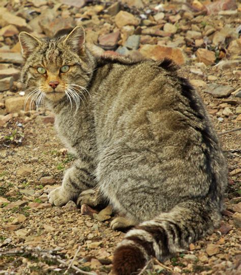 WildWatching Spain: Gato montés de caza / Wildcat hunting