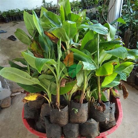 Jual Bibit Pisang Cavendish asal Kultur | Agro Bibit ID