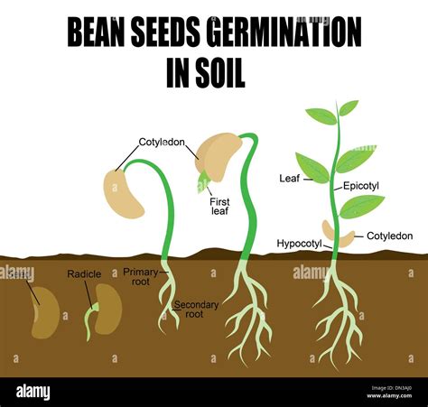 Seed Germination Diagram