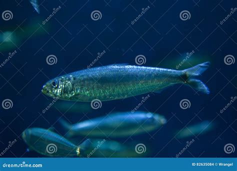 European Pilchard Sardina Pilchardus. Stock Photo - Image of natural ...