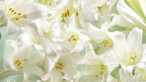 🔥 [50+] Easter Lilies Wallpapers | WallpaperSafari