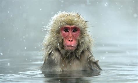 15 Japanese Macaque 'Snow Monkey' Facts - Fact Animal