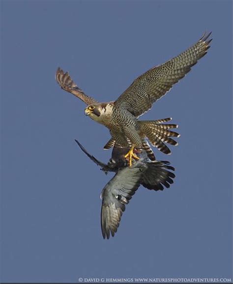 Peregrine Falcon Hunting Technique