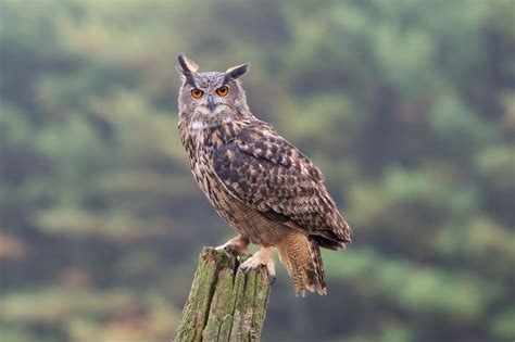 THE EURASIAN EAGLE-OWL