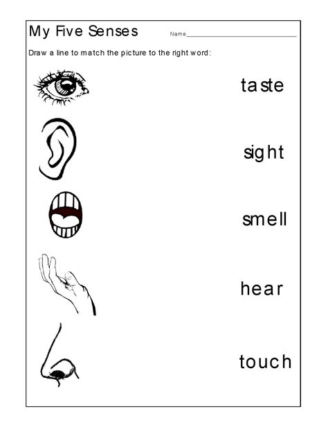 Preschool 5 Senses Worksheets