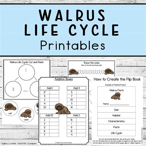 Walrus Life Cycle Printables - Simple Living. Creative Learning