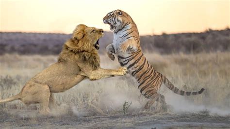 Lion Vs Tiger Fight