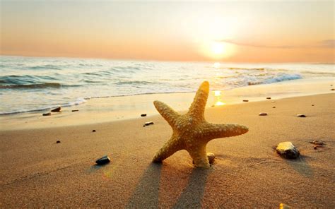 🔥 [40+] Beach and Starfish Wallpapers | WallpaperSafari