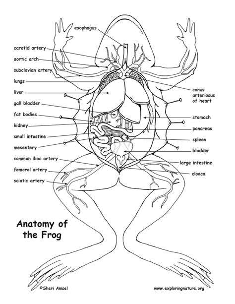 Frog Dissection Diagram and Labeling