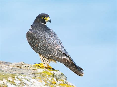 Peregrine Falcon | Celebrate Urban Birds