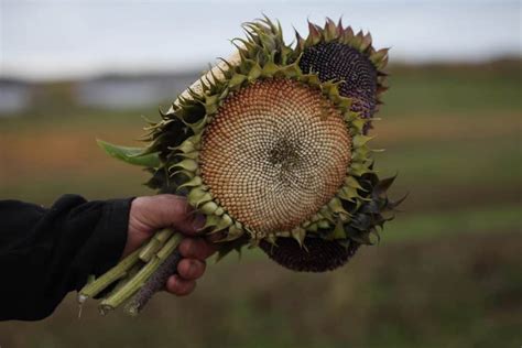 How To Dry Sunflower Heads- Harvesting And Drying - Farmhouse & Blooms