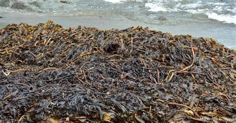 Seaweed Fertilizer: When To Use Seaweed Extract In Your Garden