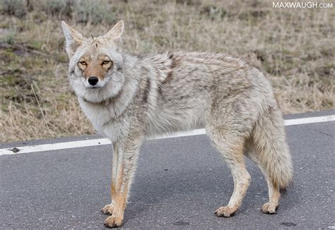 Animal Identification Throwdown: Gray Wolf vs. Coyote | Max Waugh