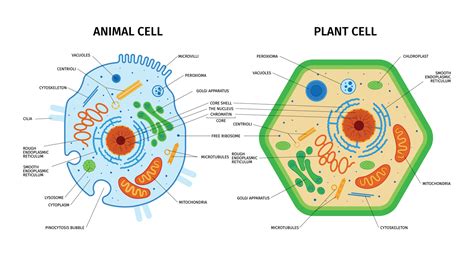 Animal Plant Cells Composition 28573302 Vector Art at Vecteezy