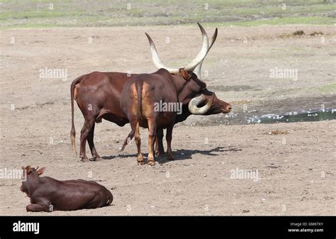 African Watusi (Bos taurus africanus) bull, cow and a calf. A.k.a ...