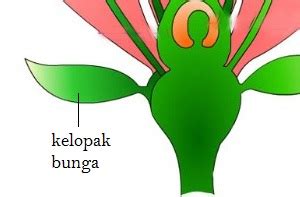 Gambar Kelopak Bunga Dan Fungsinya Hardware - IMAGESEE