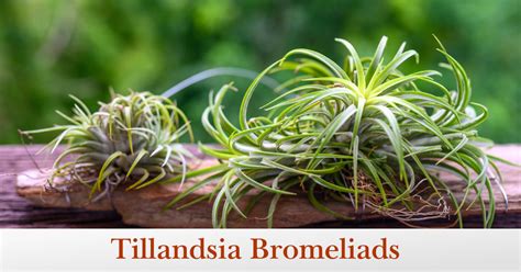 Tillandsia Air Plants: How to Grow and Care