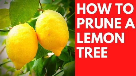 How to PRUNE a LEMON tree, the easy way. Dwarf Meyer lemon. - YouTube