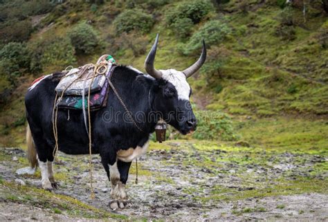 Domestic yak stock photo. Image of horn, cattle, head - 75654320