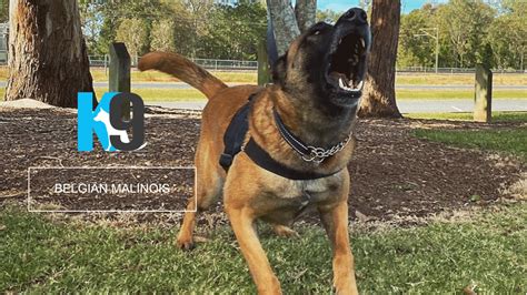 Belgian Malinois Dog Training | Dog Training Brisbane