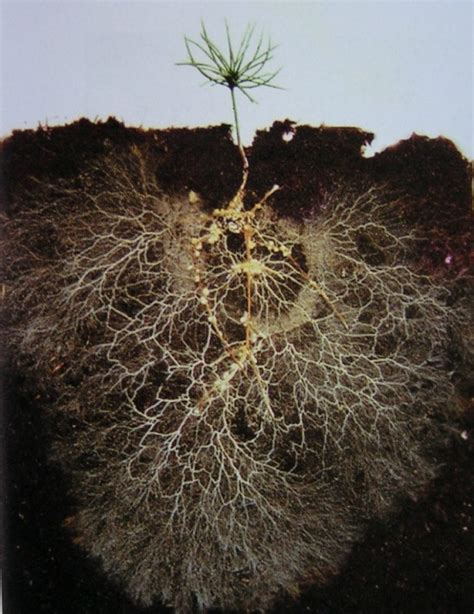 Mycorrhizae-roots - Cohen & Master Trees