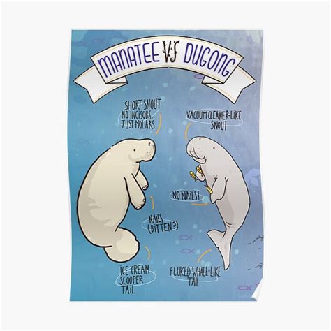 "Manatee VS Dugong: an educational poster with a bit of humour ...