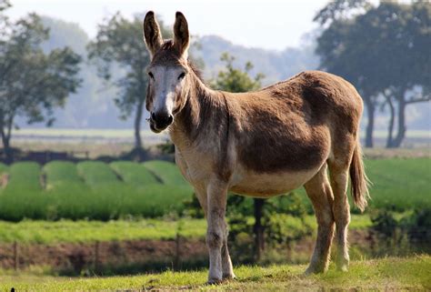 Mules for Sale