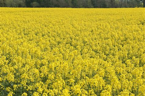 Why breed bee-friendly oilseed rape varieties? - Agriland.ie