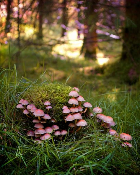 Photography Forest Fungi Woodland Fine Art print | Etsy