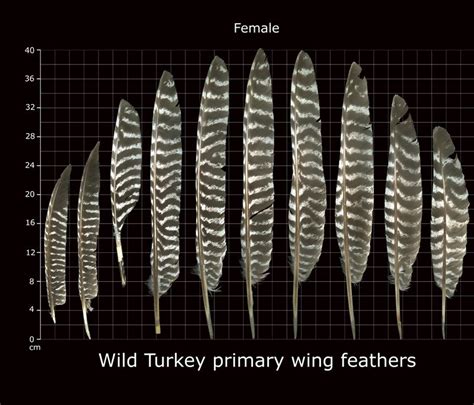 Feathers Identify Wild Bird - unique rare bird