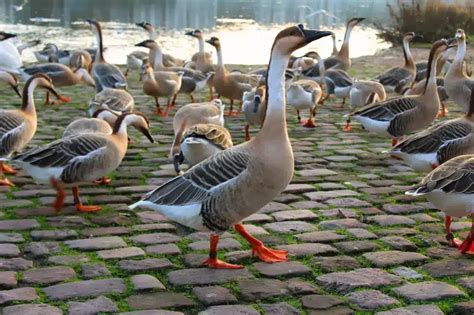 Swan Goose (Anser cygnoides) Information | Earth Life