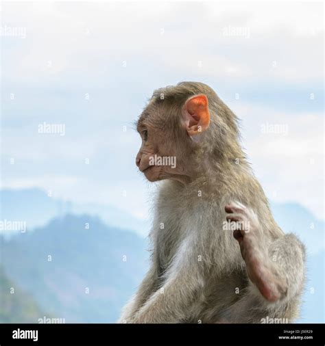 Bonnet macaque baby hi-res stock photography and images - Alamy