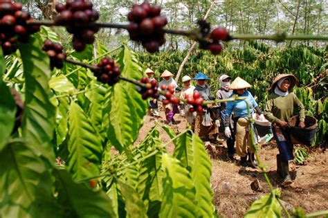 Analisis Pasar Kopi Indonesia di Kancah Internasional - Readaksi.com