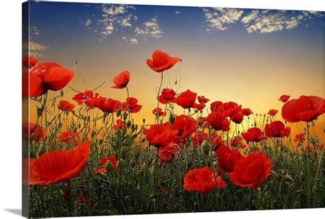 Poppies Wall Art, Canvas Prints, Framed Prints, Wall Peels | Great Big ...