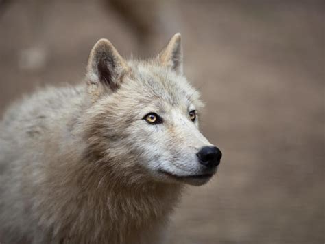 Arctic Wolf | Species | WWF