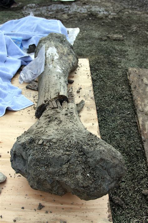 Mammoth bones unearthed at football field - The Blade