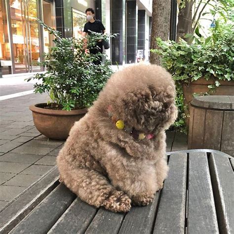 Fluffy Poodle With Its Amazing Human-Like Expressions