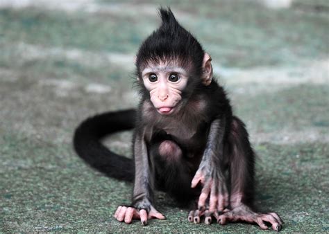 Baby Monkey Born on Fourth of July at Brookfield Zoo | WTTW News