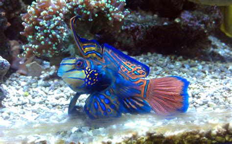 Saw this beatiful fish in a saltwater aquarium. Does anyone know what ...