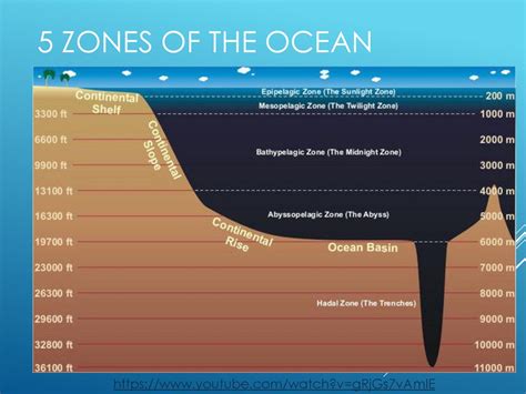 Ocean Zones Diagram Visual Diagram | Images and Photos finder